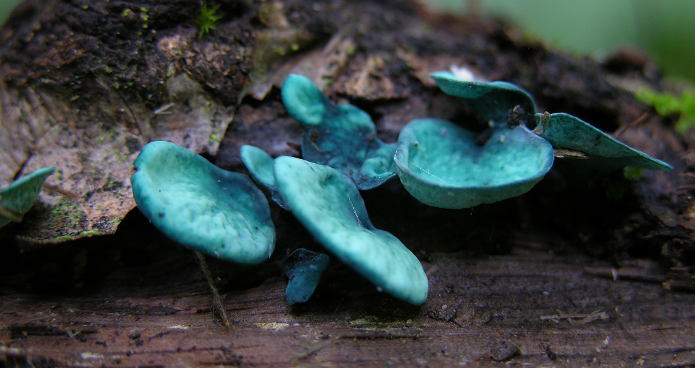 Chlorociboria aeruginascens (Nyl.) Kanouse ex C.S. Ramamurth